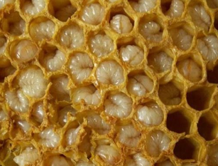 Los productos de la apicultura