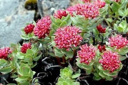 Rhodiola Pink para preparar la elevación de la potencia de la tintura